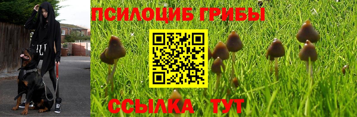 Моздок  что такое   Вход с VPN  Псилоцибиновые грибы MAGIC MUSHROOMS  Галлюциногенные грибы Psilocybine cubensis 